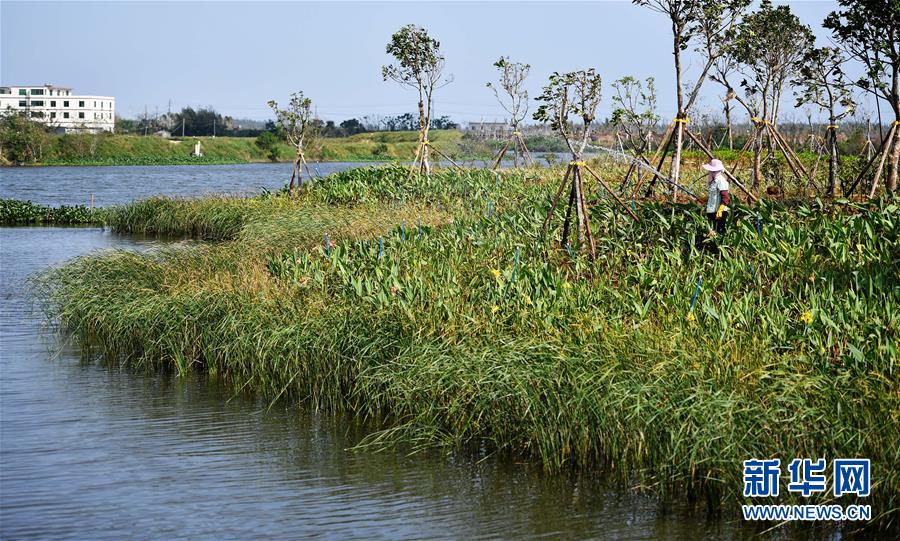 （環境）（4）海口江東新區生態修復