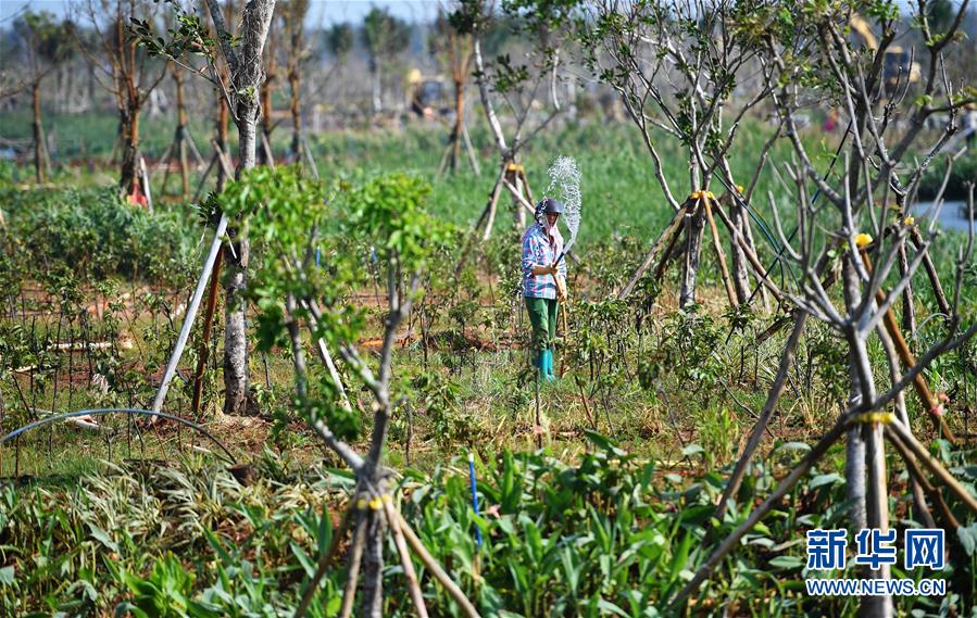 （環境）（5）海口江東新區生態修復